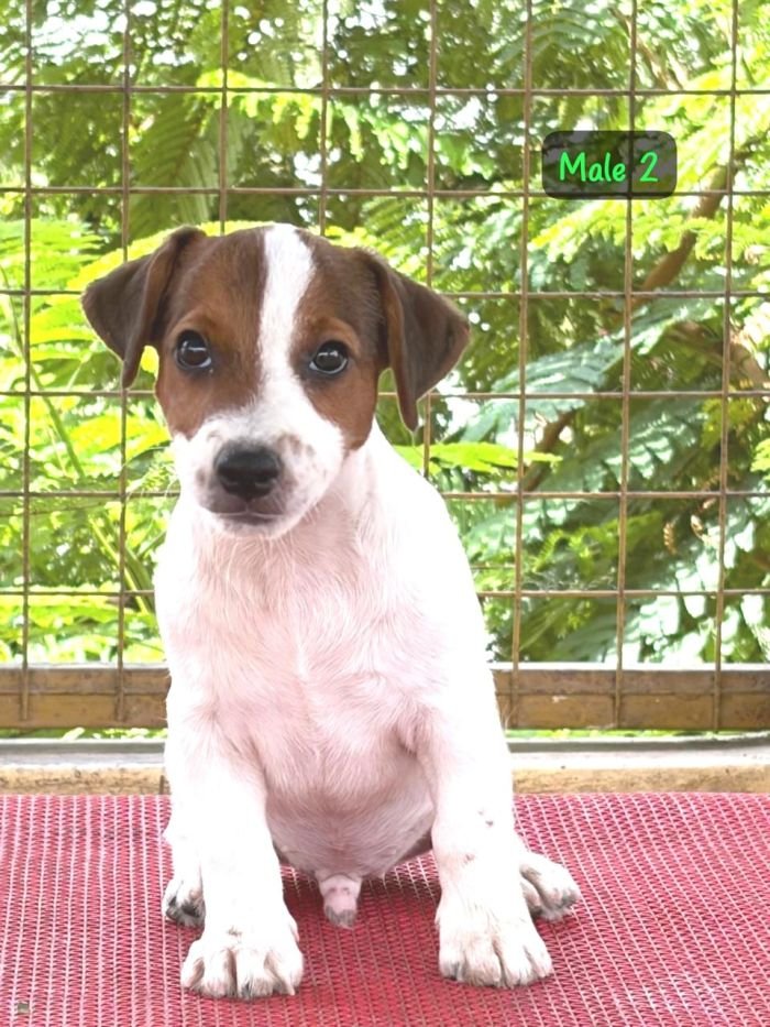 DogsIndia.com - Jack Russell Terrier - Crossfields - Easwaramoorthy