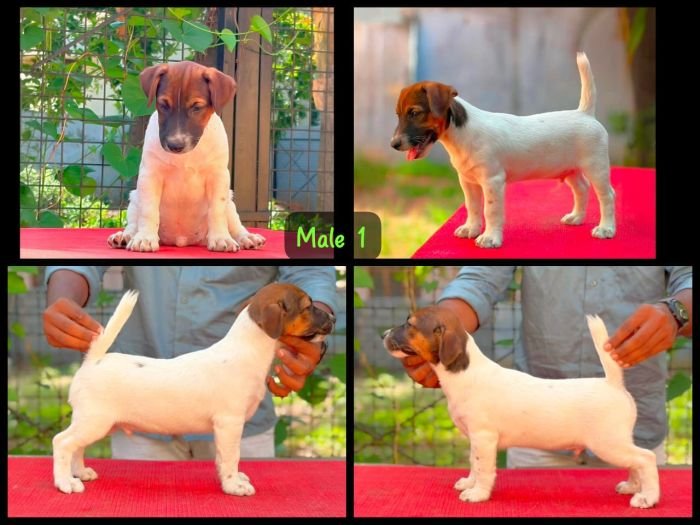 DogsIndia.com - Jack Russell Terrier - Crossfields - Easwaramoorthy