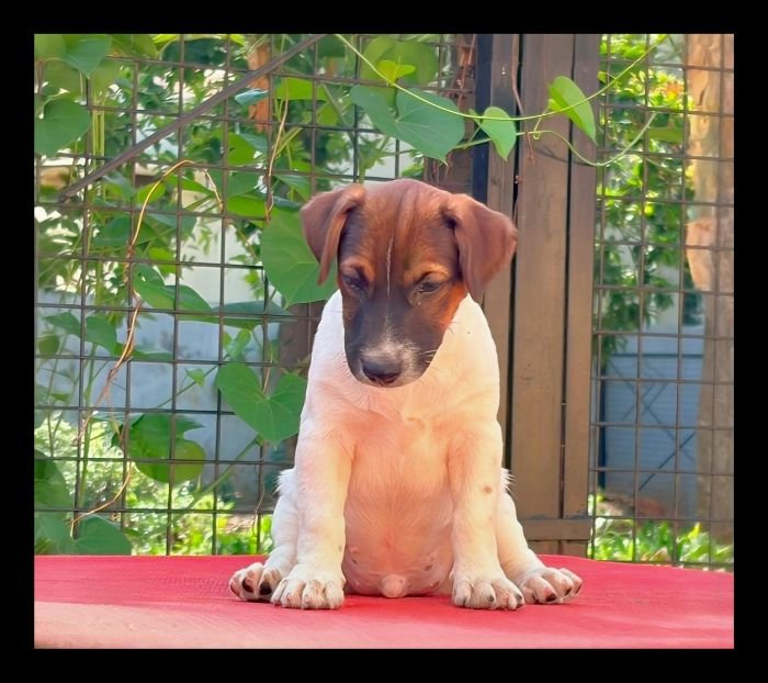 DogsIndia.com - Jack Russell Terrier - Crossfields - Easwaramoorthy