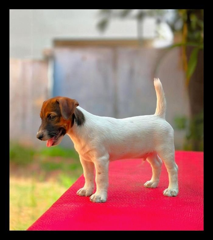 DogsIndia.com - Jack Russell Terrier - Crossfields - Easwaramoorthy