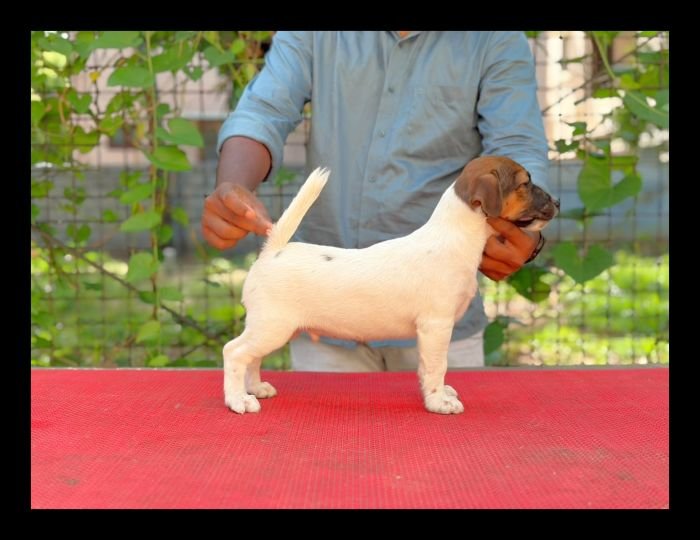 DogsIndia.com - Jack Russell Terrier - Crossfields - Easwaramoorthy