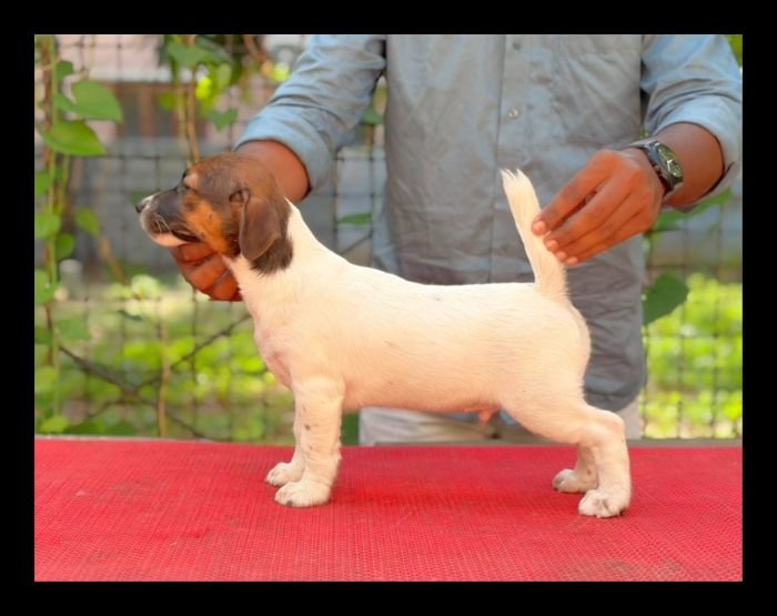DogsIndia.com - Jack Russell Terrier - Crossfields - Easwaramoorthy