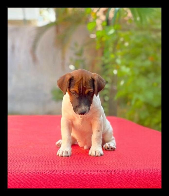 DogsIndia.com - Jack Russell Terrier - Crossfields - Easwaramoorthy