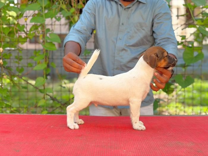 DogsIndia.com - Jack Russell Terrier - Crossfields - Easwaramoorthy