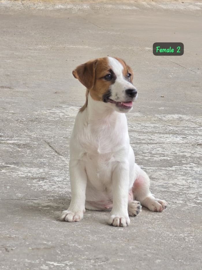 DogsIndia.com - Jack Russell Terrier - Crossfields - Easwaramoorthy
