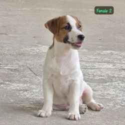 DogsIndia.com - Jack Russell Terrier - Crossfields - Easwaramoorthy