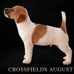 DogsIndia.com - Jack Russell Terrier - Crossfields