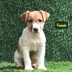 DogsIndia.com - Jack Russell Terrier - Crossfields