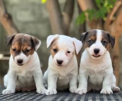 DogsIndia.com - Jack Russell Terrier - Crossfield - Easwaramoothy
