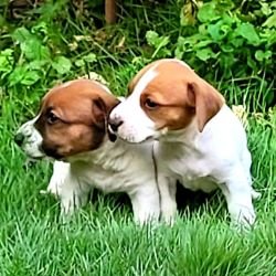 DogsIndia.com - Jack Russell Terrier - Crossfield - Easwaramoothy