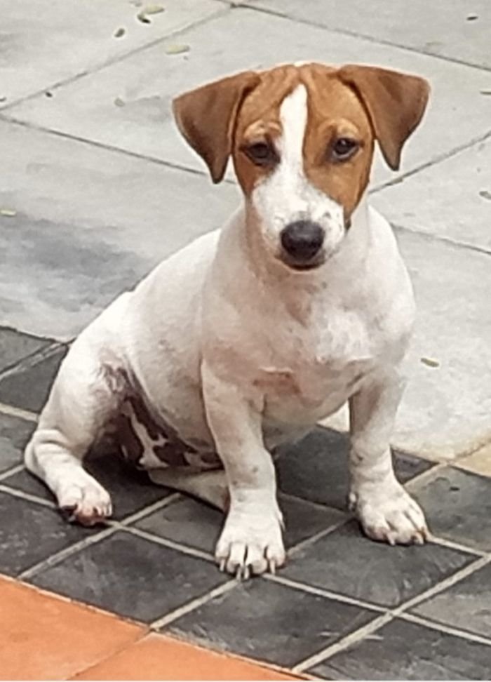 DogsIndia.com - Jack Russell Terrier - Drippins - Girish