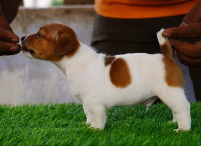 DogsIndia.com - Jack Russell Terrier - Drippins - Girish