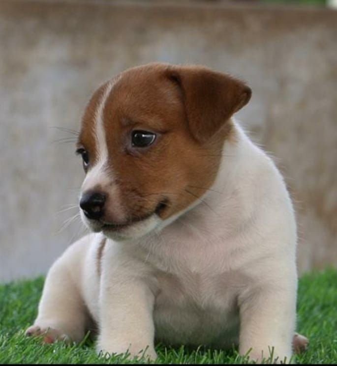 DogsIndia.com - Jack Russell Terrier - Drippins - Girish