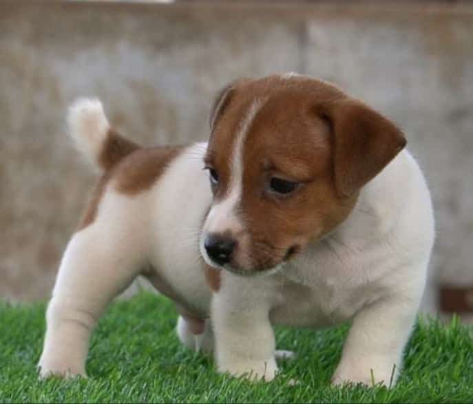 DogsIndia.com - Jack Russell Terrier - Drippins - Girish