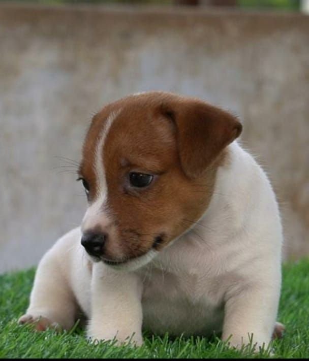 DogsIndia.com - Jack Russell Terrier - Drippins - Girish