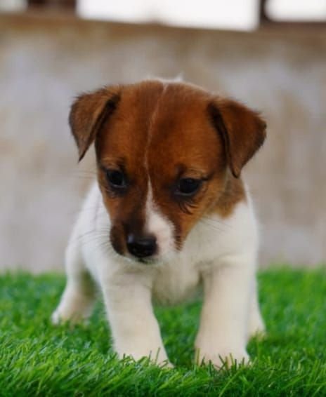 DogsIndia.com - Jack Russell Terrier - Drippins - Girish