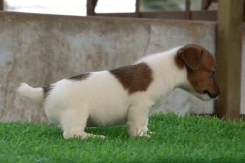 DogsIndia.com - Jack Russell Terrier - Drippins - Girish