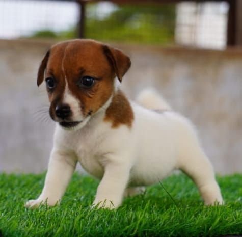 DogsIndia.com - Jack Russell Terrier - Drippins - Girish