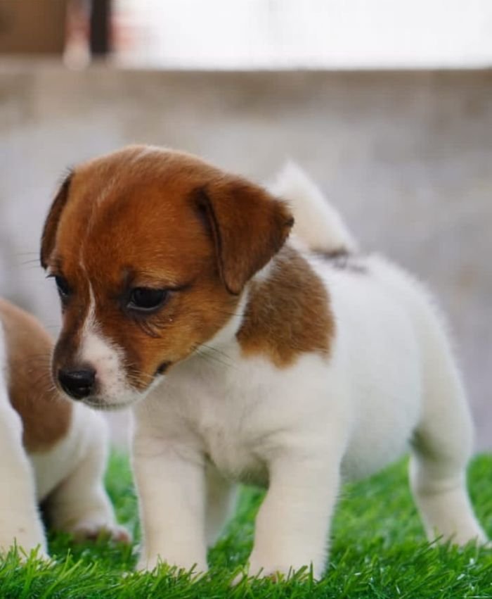 DogsIndia.com - Jack Russell Terrier - Drippins - Girish