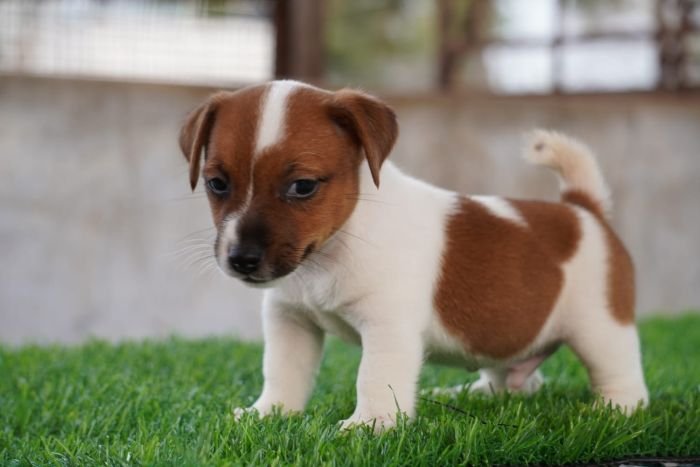 DogsIndia.com - Jack Russell Terrier - Drippins - Girish