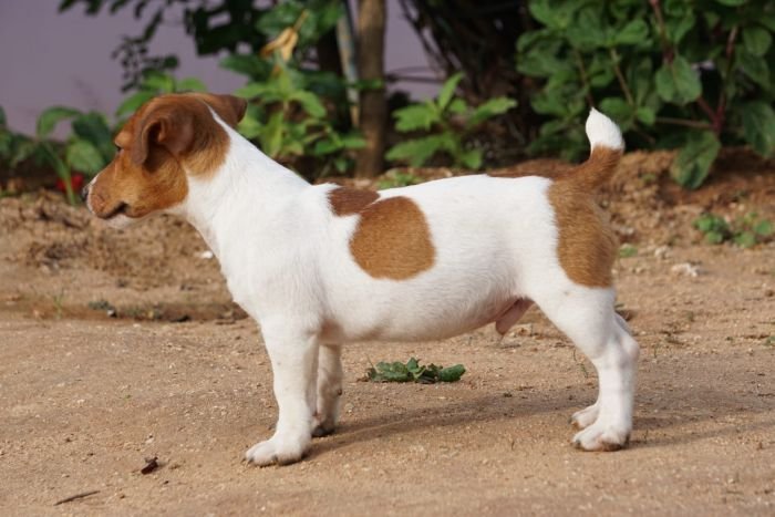 DogsIndia.com - Jack Russell Terrier - Drippins - Girish