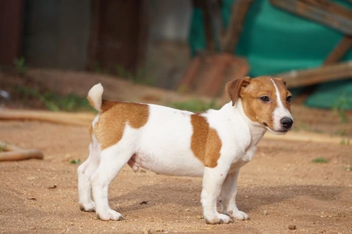 DogsIndia.com - Jack Russell Terrier - Drippins - Girish