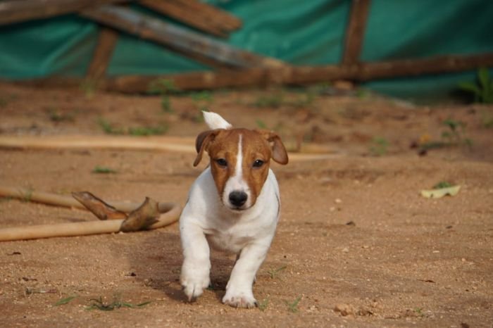 DogsIndia.com - Jack Russell Terrier - Drippins - Girish