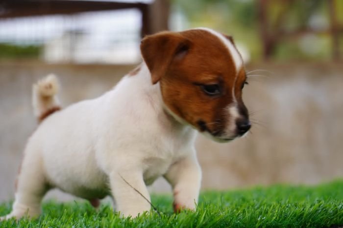 DogsIndia.com - Jack Russell Terrier - Drippins - Girish