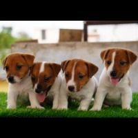 DogsIndia.com - Jack Russell Terrier - Drippins - Girish