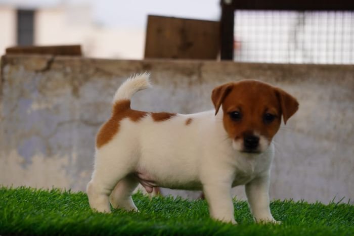 DogsIndia.com - Jack Russell Terrier - Drippins - Girish