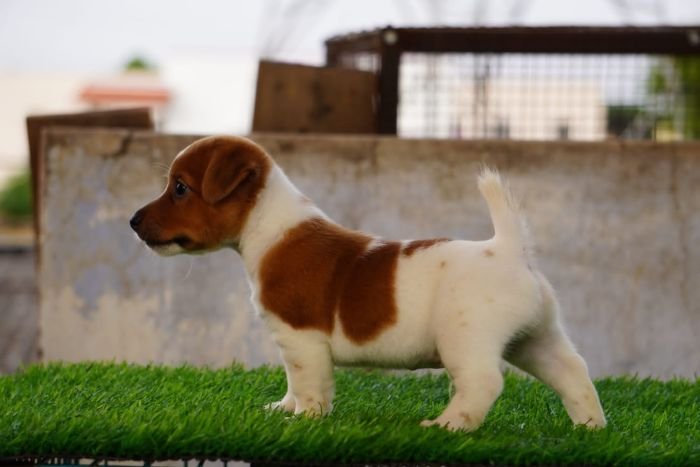 DogsIndia.com - Jack Russell Terrier - Drippins - Girish
