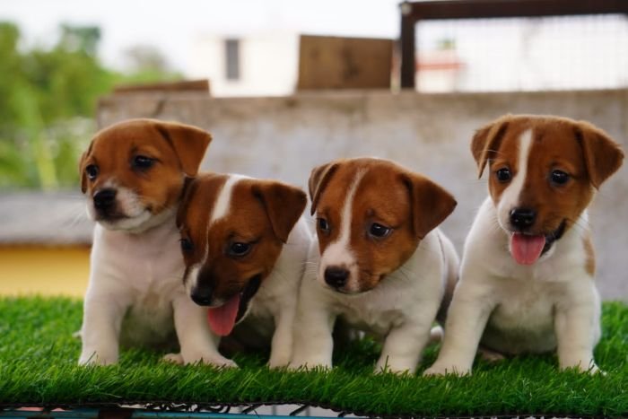 DogsIndia.com - Jack Russell Terrier - Drippins - Girish