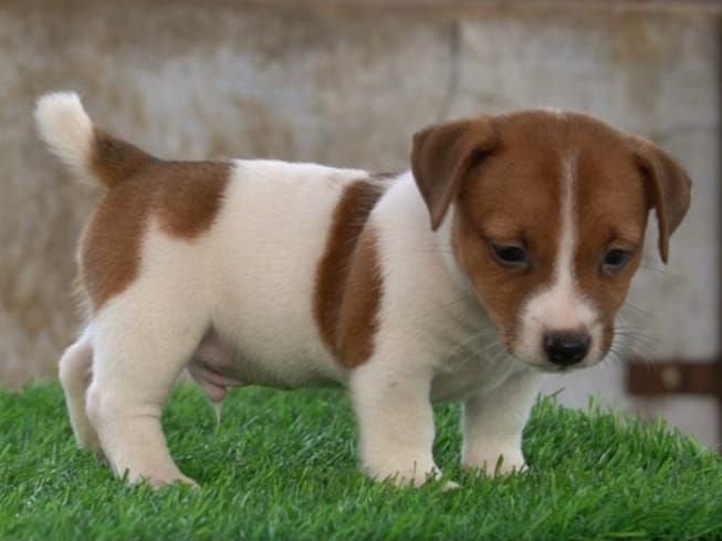 DogsIndia.com - Jack Russell Terrier - Drippins - Girish