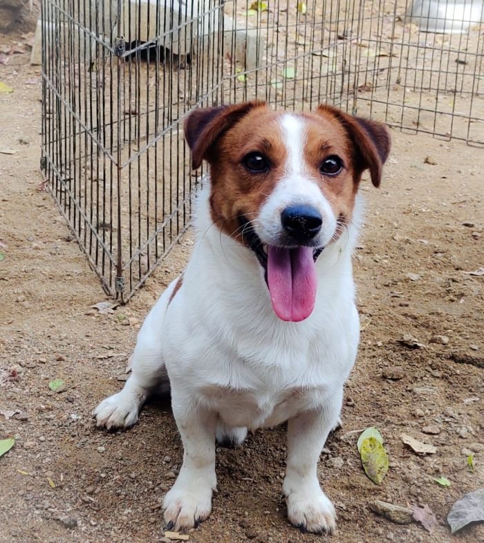 DogsIndia.com - Jack Russell Terrier - Drippins - Girish