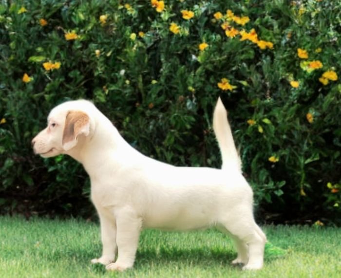 DogsIndia.com Jack Russell Terrier Crossfields