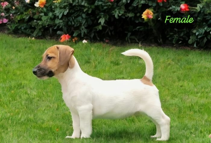 DogsIndia.com Jack Russell Terrier Crossfields