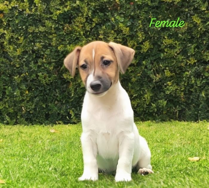 DogsIndia.com Jack Russell Terrier Crossfields