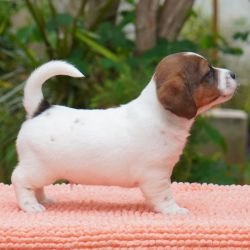 DogsIndia.com - Jack Russell Terrier - Gopikannan