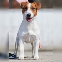 DogsIndia.com - Jack Russell Terrier - Gopikannan
