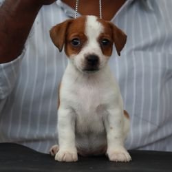 DogsIndia.com - Jack Russell Terrier - Wings of Desire