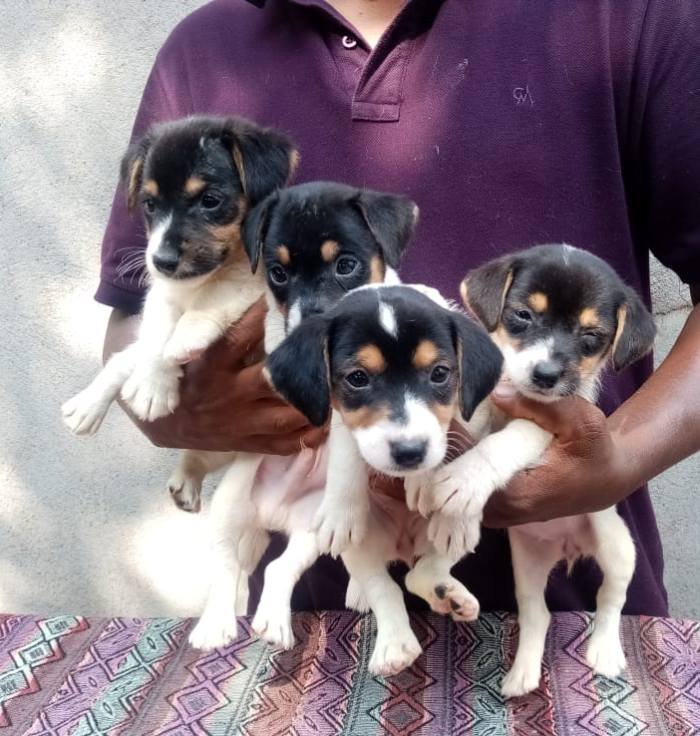 DogsIndia.com - Jack Russell Terrier - Pranav Kennels - Jaya Prakash