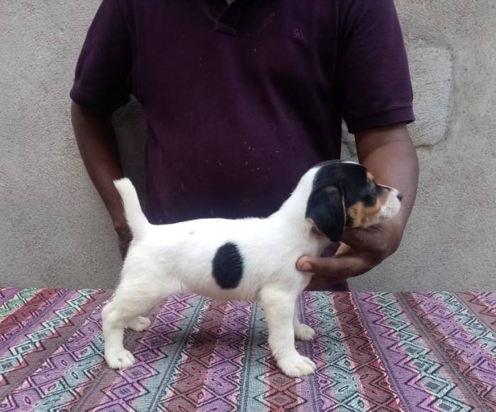 DogsIndia.com - Jack Russell Terrier - Jayaprakash - Pranav's Kennel