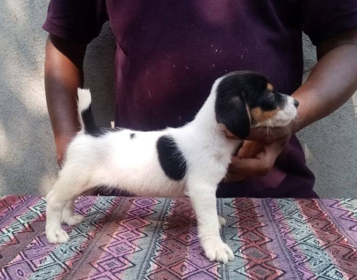 DogsIndia.com - Jack Russell Terrier - Jayaprakash - Pranav's Kennel