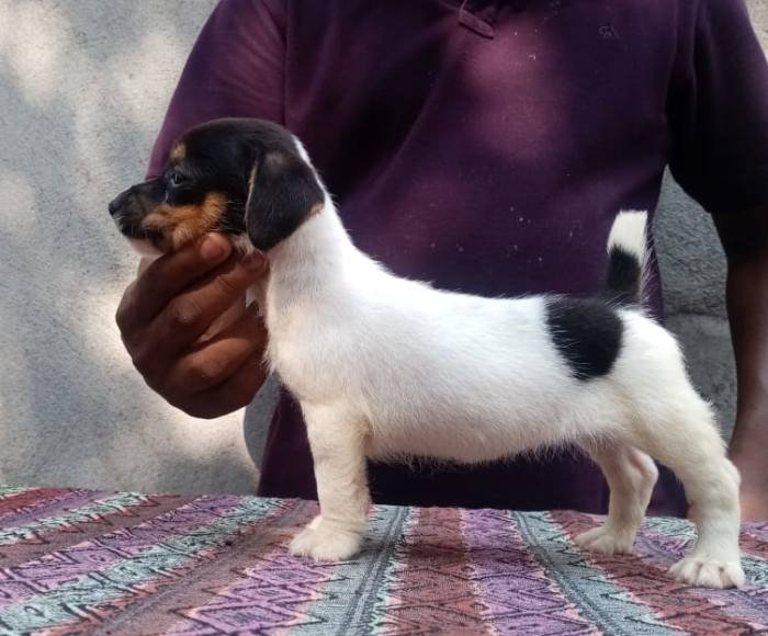 DogsIndia.com - Jack Russell Terrier - Jayaprakash - Pranav's Kennel