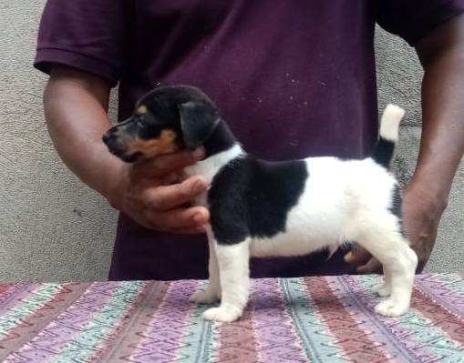 DogsIndia.com - Jack Russell Terrier - Pranav Kennels - Jaya Prakash