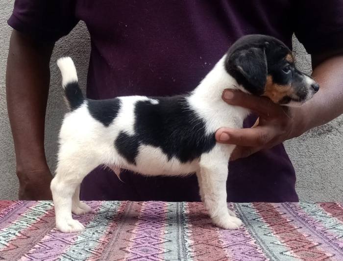DogsIndia.com - Jack Russell Terrier - Pranav Kennels - Jaya Prakash