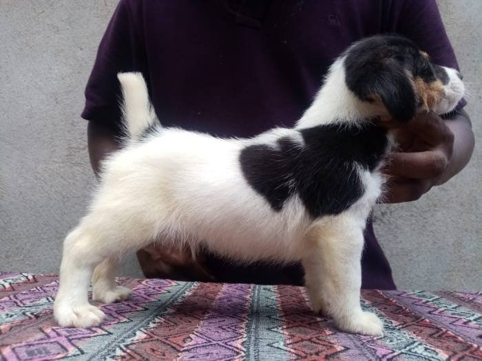 DogsIndia.com - Jack Russell Terrier - Jayaprakash - Pranav's Kennel