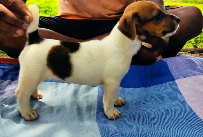 DogsIndia.com - Jack Russell Terrier - Pranav Kennels - Jaya Prakash