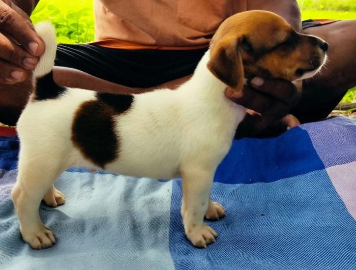 DogsIndia.com - Jack Russell Terrier - Pranav Kennels - Jaya Prakash