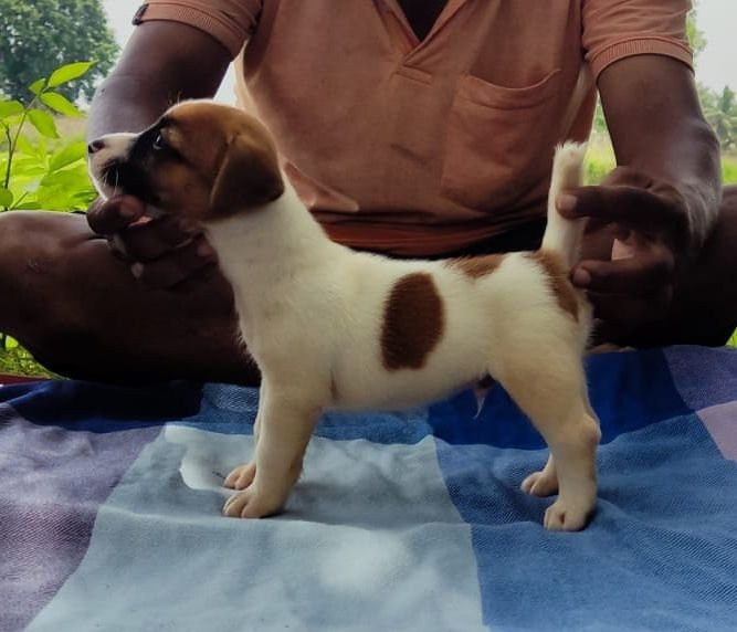 DogsIndia.com - Jack Russell Terrier - Pranav Kennels - Jaya Prakash